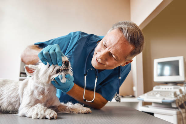 Best Emergency Tooth Extraction in Geneseo, IL